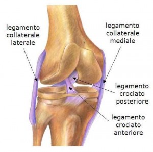 legamento-crociato-anteriore