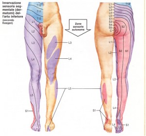 Ernia discale vertebrale innervazione arti