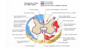 Atassia - 2